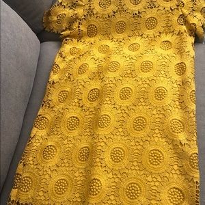 Mustard colored yellowish Loft Lace dress